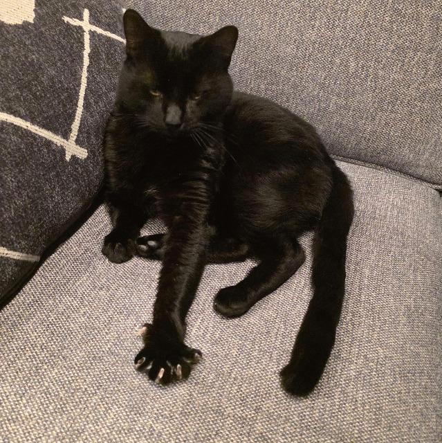 Enlarge Radar, a Adoptable mixed breed in Pawtucket, RI image 5/5