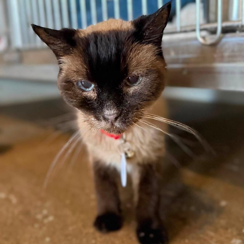 Enlarge Scarlett, a Adoptable Domestic Short Hair in Ramona, CA image 1/2