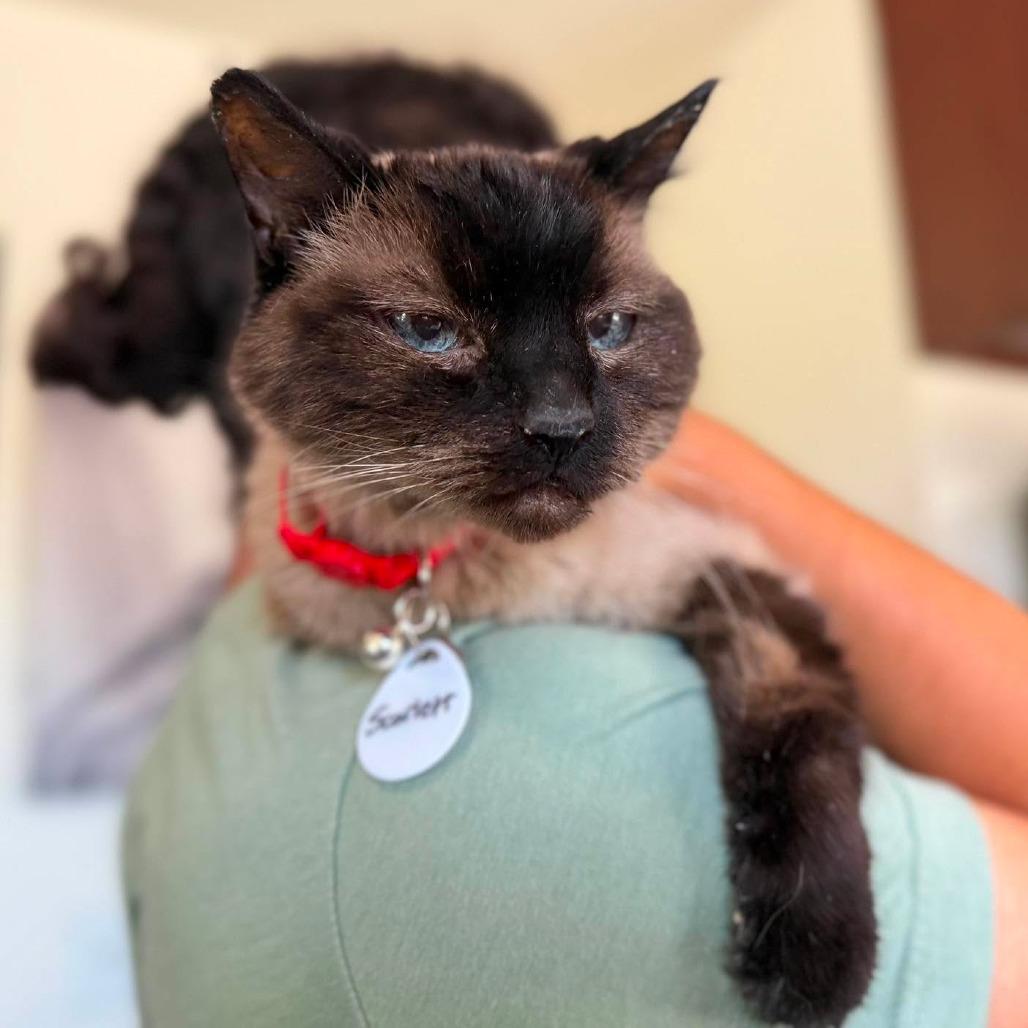 Enlarge Scarlett, a Adoptable Domestic Short Hair in Ramona, CA image 2/2