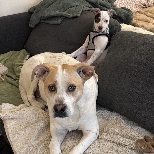 Alma, a Adoptable mixed breed in Chaska, MN image 1/6