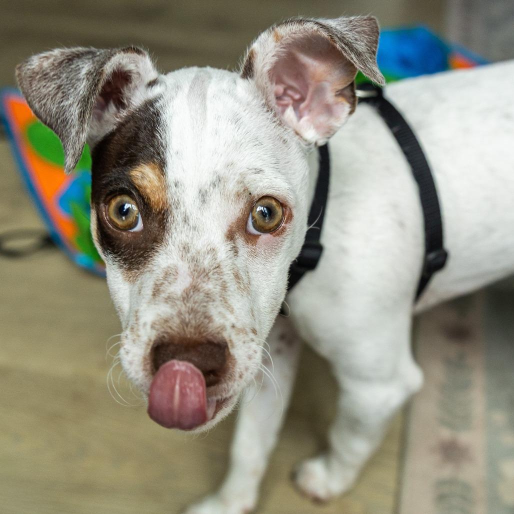 Alma, a Adoptable mixed breed in Chaska, MN image 2/6