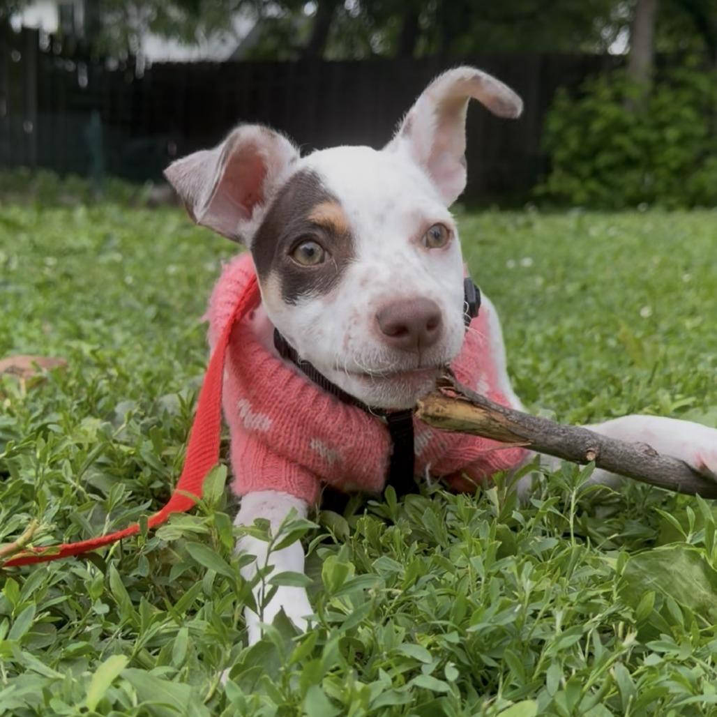Alma, a Adoptable mixed breed in Chaska, MN image 4/6