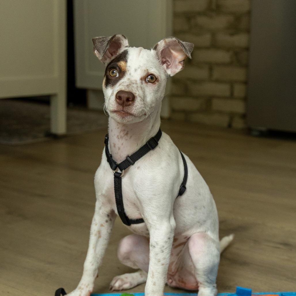 Alma, a Adoptable mixed breed in Chaska, MN image 6/6