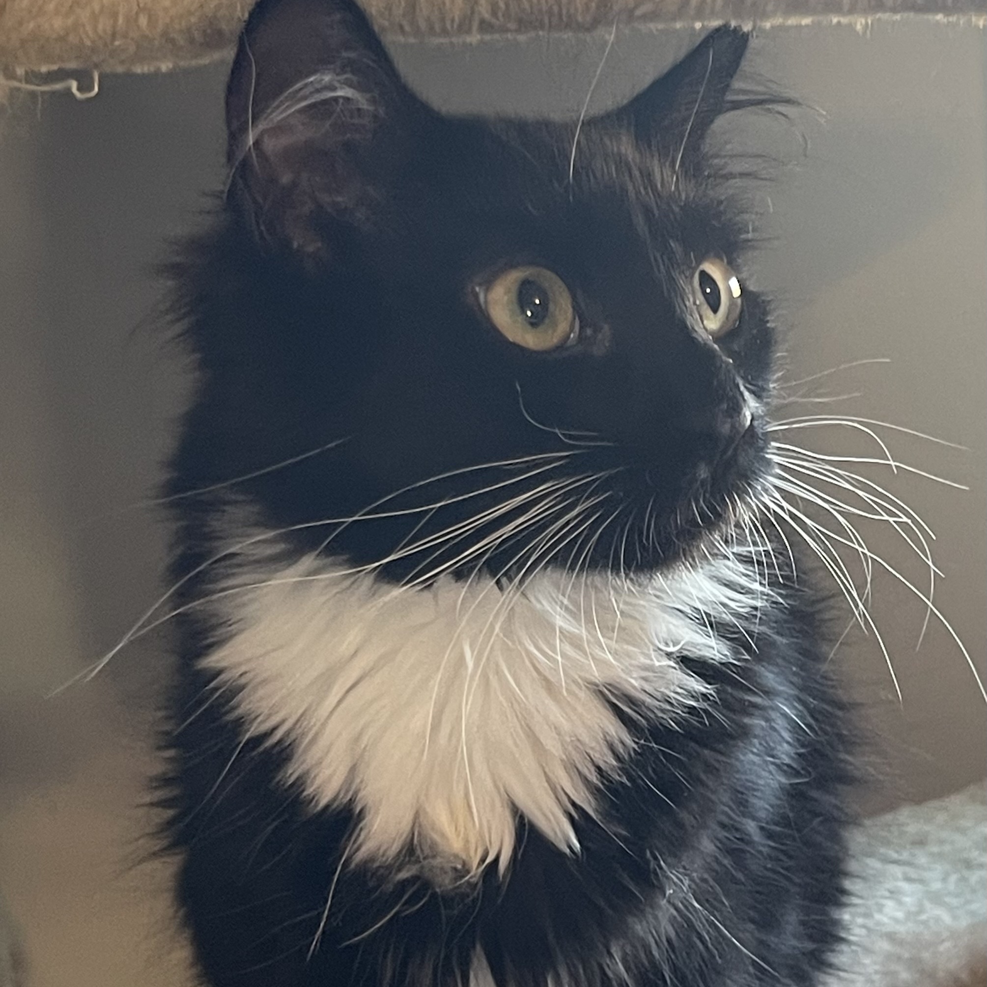 Cat for adoption Ivy, a Tuxedo in Auburn, GA Petfinder