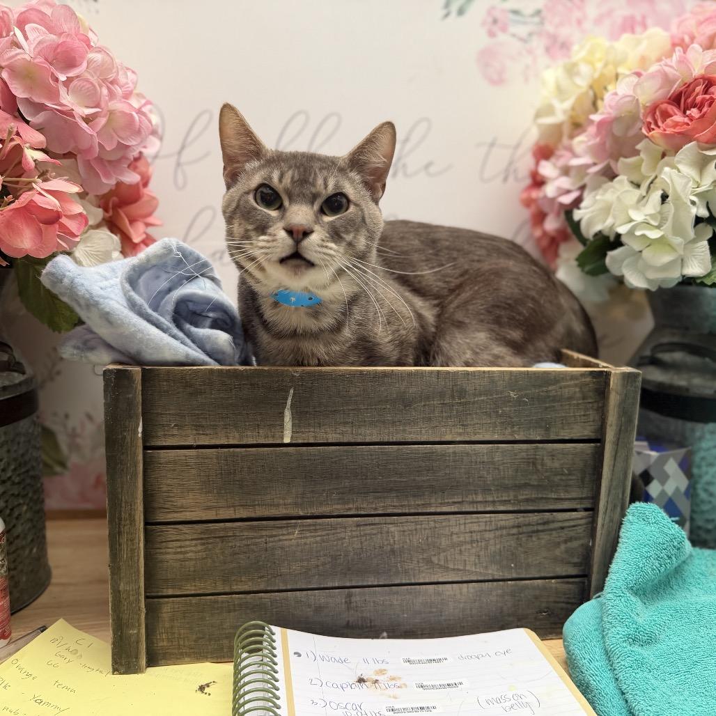 Mojave, Adoptable, Adult Male American Shorthair.