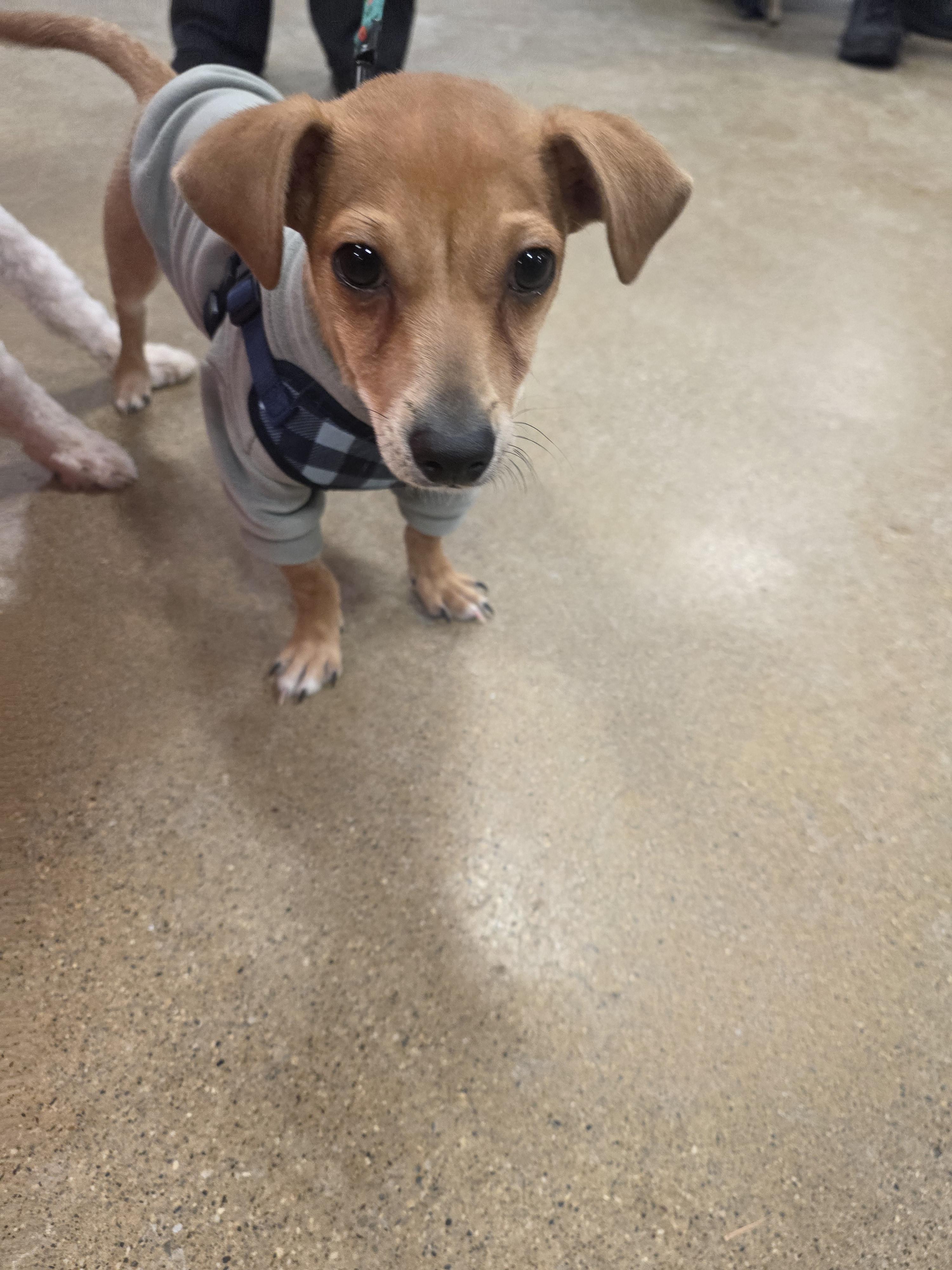Enlarge Frosty (Frankie), a Adopted mixed breed in merrillville, IN image 1/4