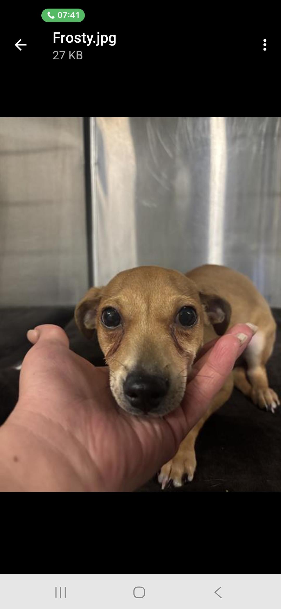 Enlarge Frosty (Frankie), a Adopted mixed breed in merrillville, IN image 2/4