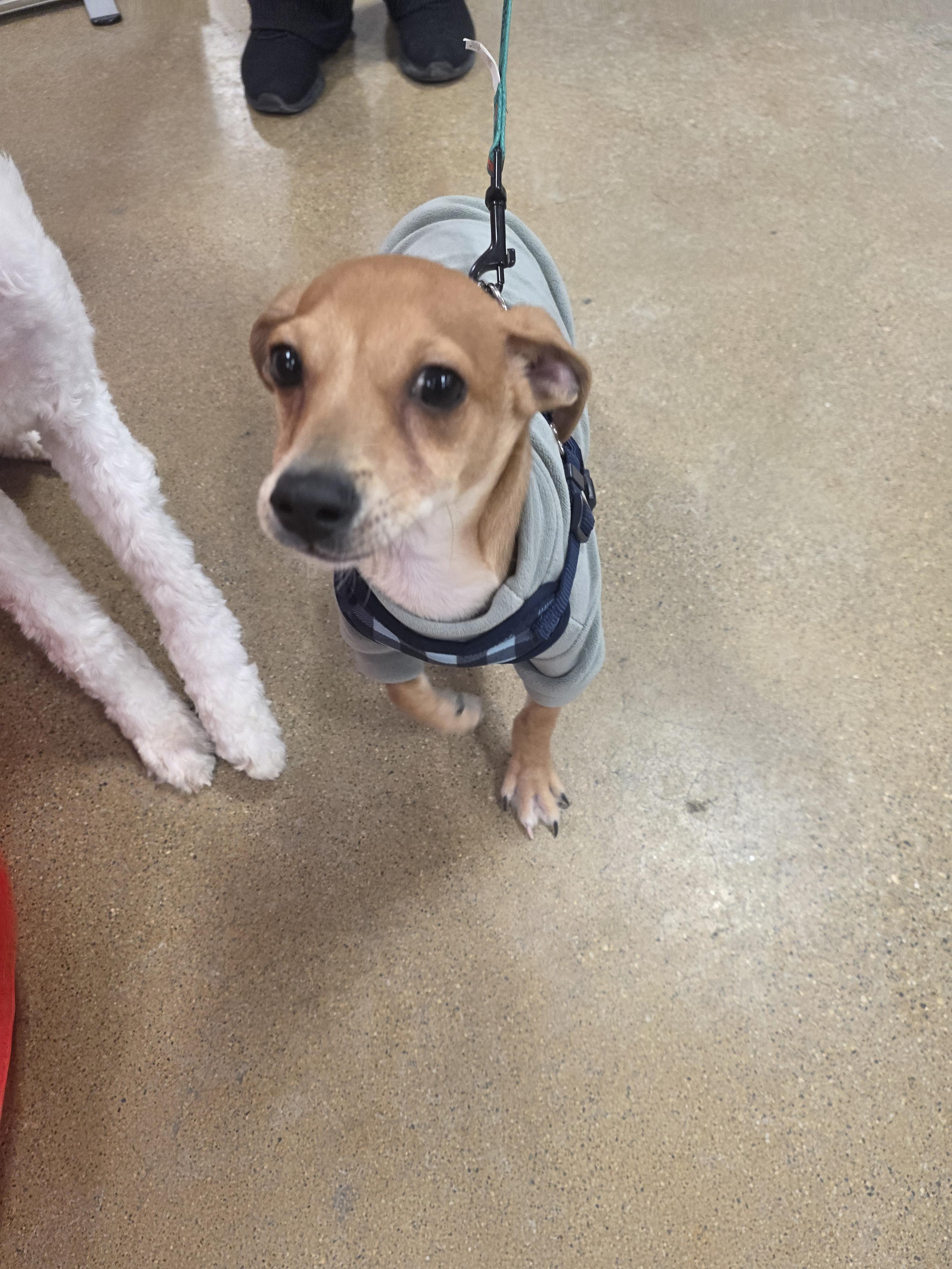Enlarge Frosty (Frankie), a Adopted mixed breed in merrillville, IN image 3/4