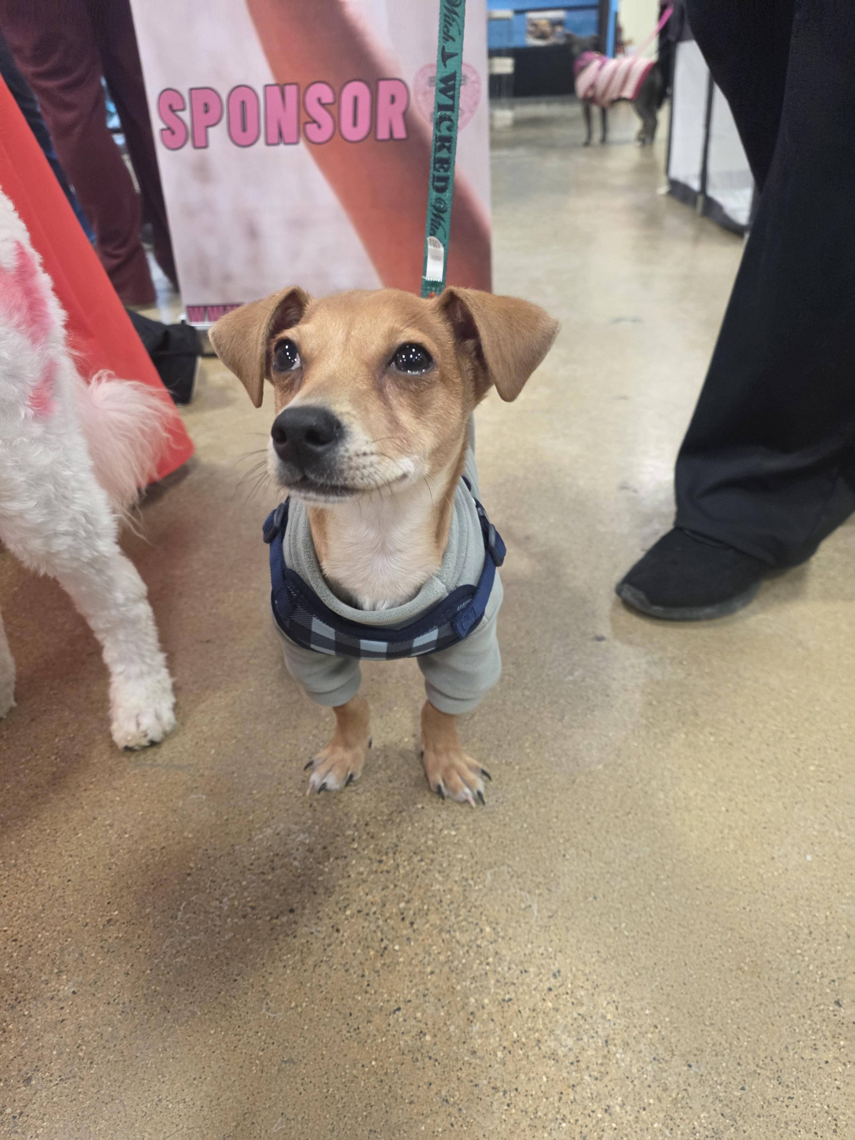 Enlarge Frosty (Frankie), a Adopted mixed breed in merrillville, IN image 4/4