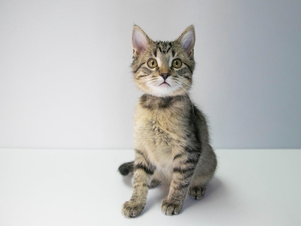 Screech, Adoptable, Kitten Female Domestic Short Hair.