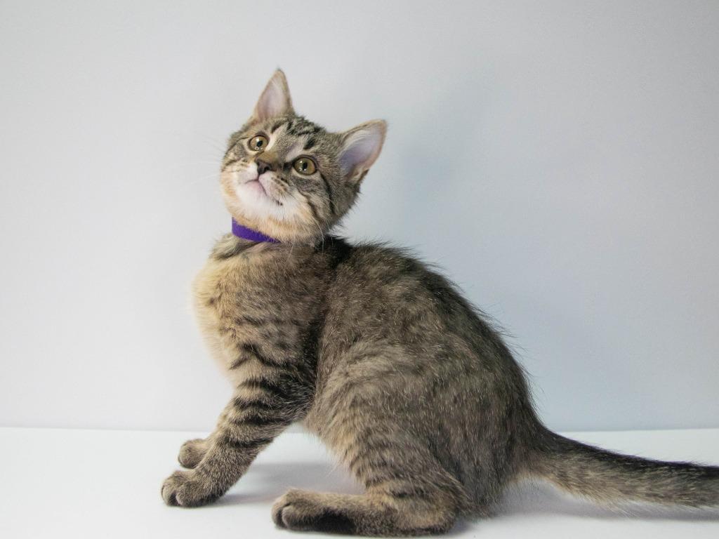 Screech, Adoptable, Kitten Female Domestic Short Hair.
