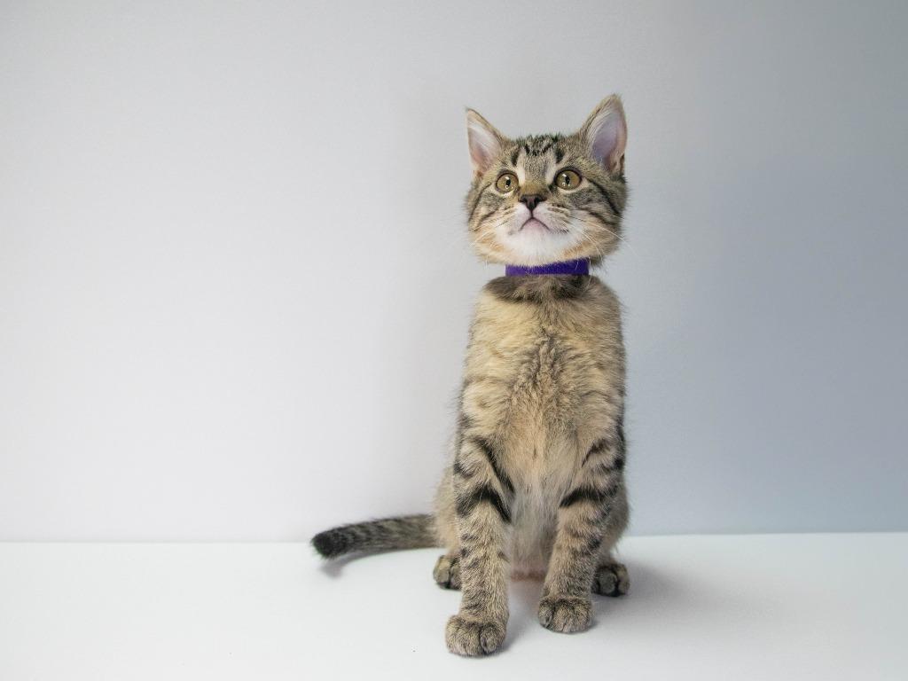 Enlarge Screech, a Adoptable mixed breed in Lansing, KS image 2/3