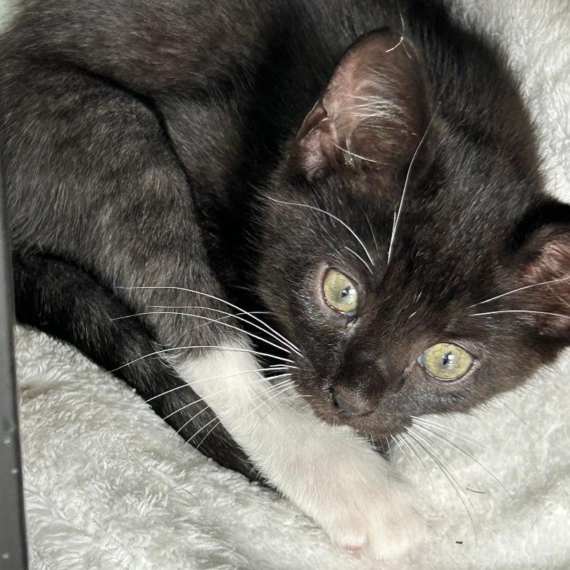 Enlarge Chessie, a Adoptable Domestic Short Hair in Gastonia, NC image 2/3