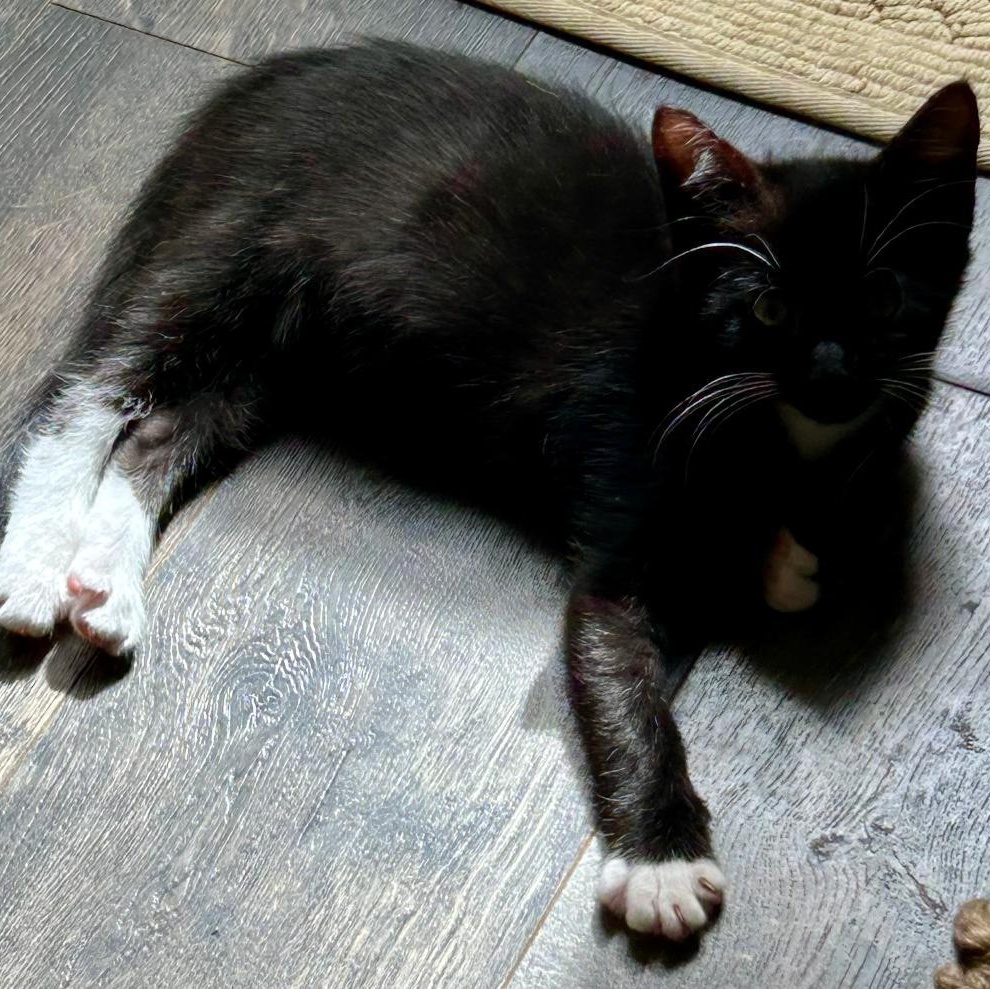 Enlarge Chessie, a Adoptable Domestic Short Hair in Gastonia, NC image 3/3