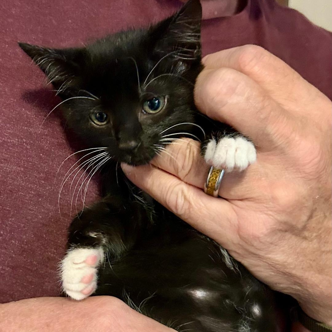 Chessie, Adoptable, Kitten Female Domestic Short Hair.