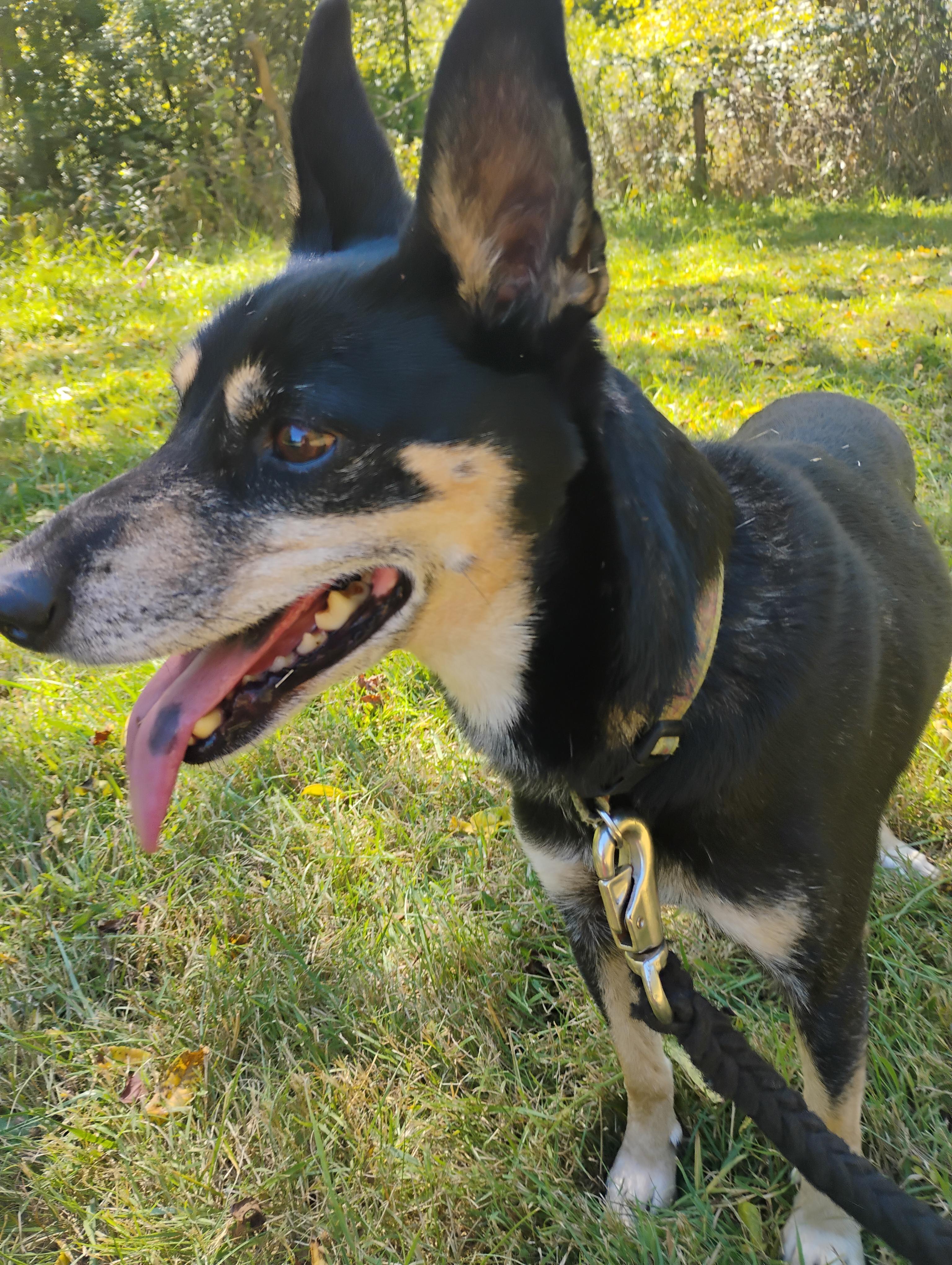 Ringo **Courtesy Post**