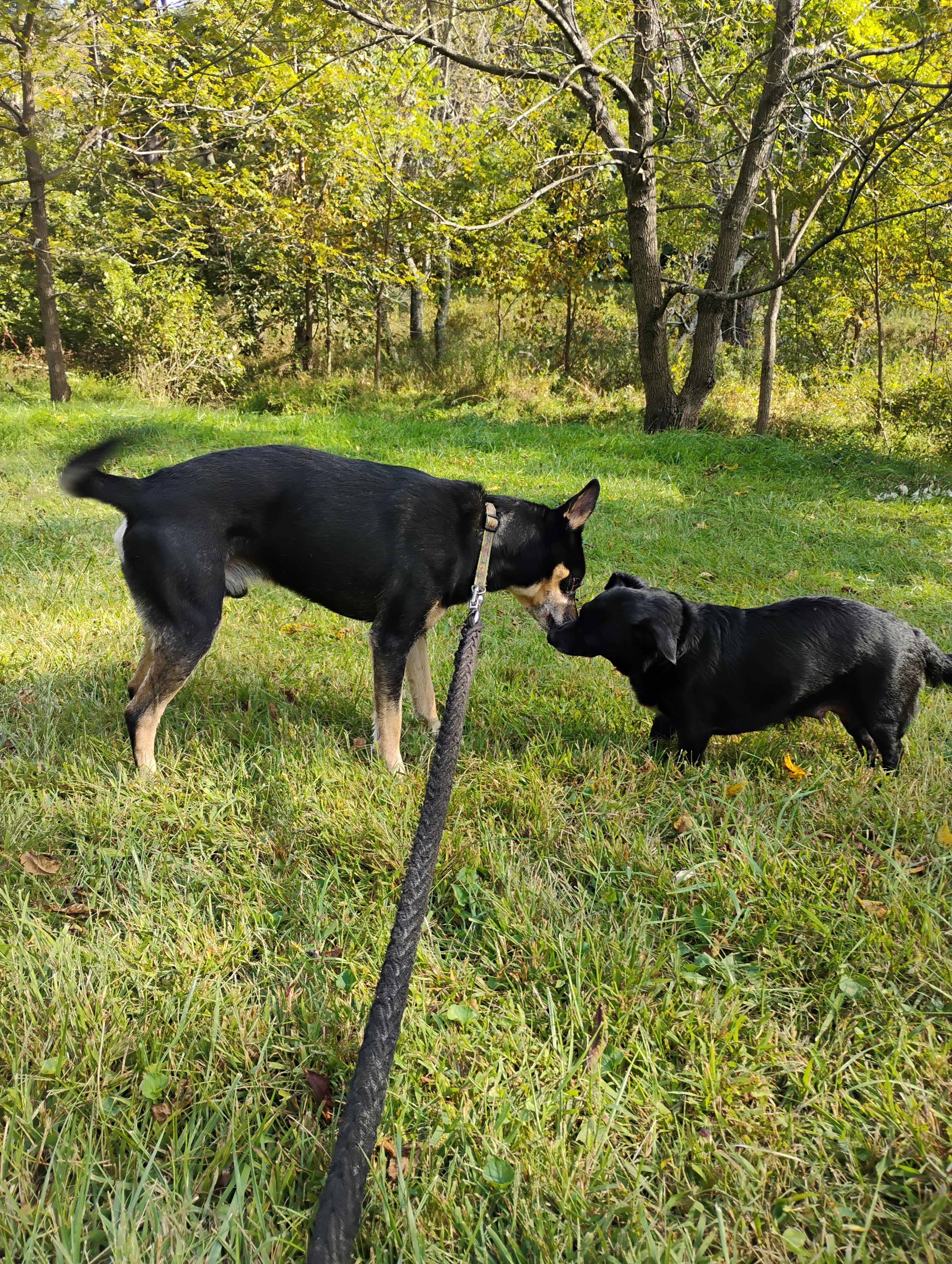 Ringo **Courtesy Post**