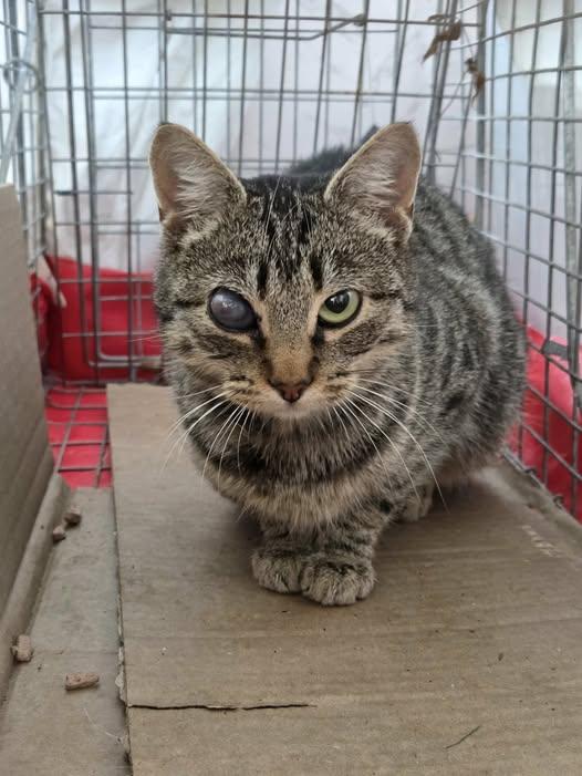 Enlarge SCOUT, an adopted American Shorthair in Cottonwood, CA image 1/1