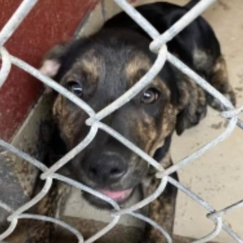 Enlarge Milo, a Adoptable mixed breed in LOXAHATCHEE, FL image 1/3