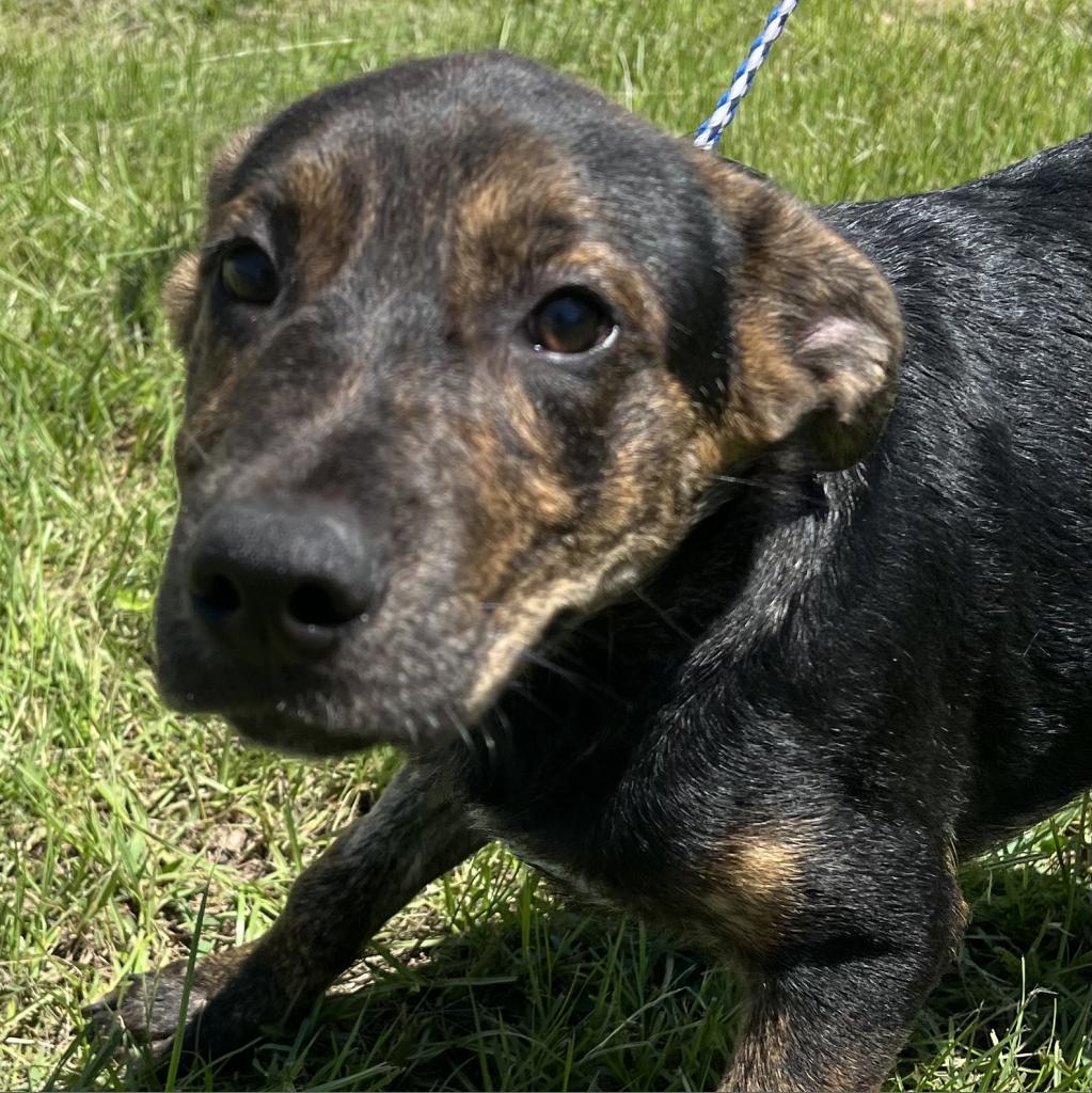Enlarge Milo, a Adoptable mixed breed in LOXAHATCHEE, FL image 2/3
