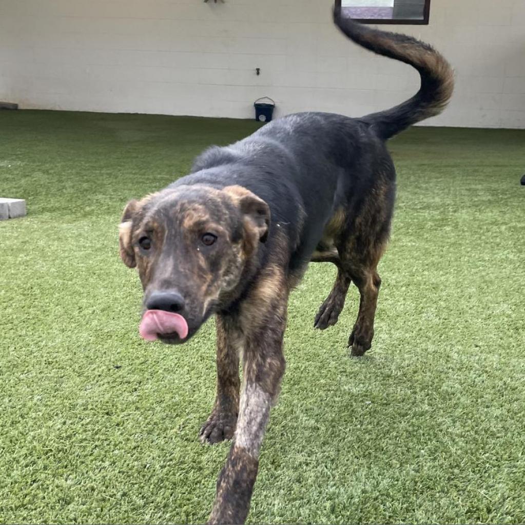 Enlarge Milo, a Adoptable mixed breed in LOXAHATCHEE, FL image 3/3