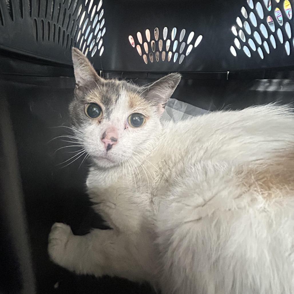 Enlarge Fiona, a Adoptable Domestic Short Hair in Weimar, CA image 1/1