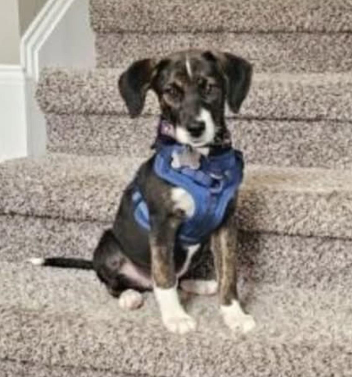 Millie, adopted, Puppy Female Terrier & Hound.