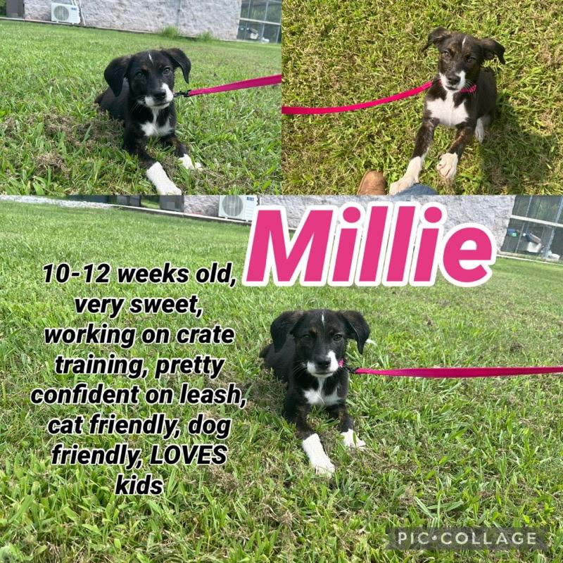 Enlarge Millie, an adopted mixed breed in Maryville, TN image 2/2