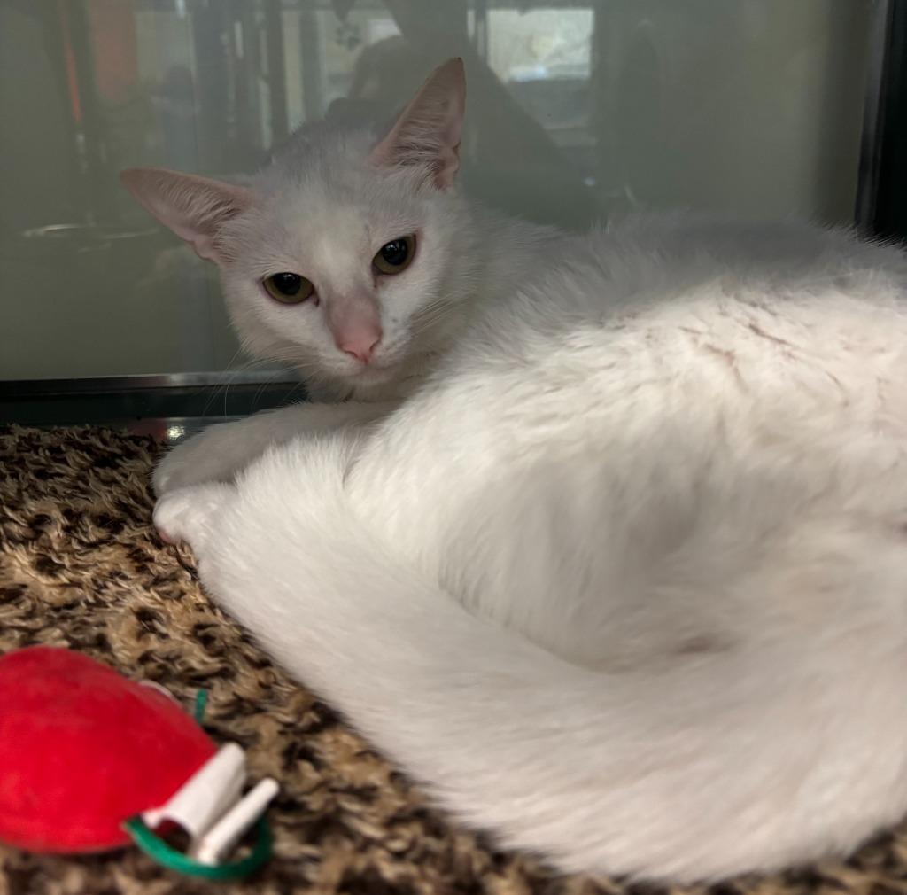 Enlarge Starry, a Adoptable mixed breed in Little Elm, TX image 1/2