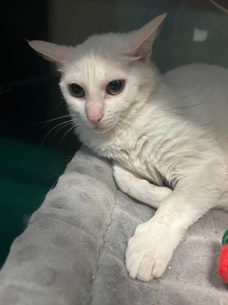 Enlarge Starry, a Adoptable mixed breed in Little Elm, TX image 2/2