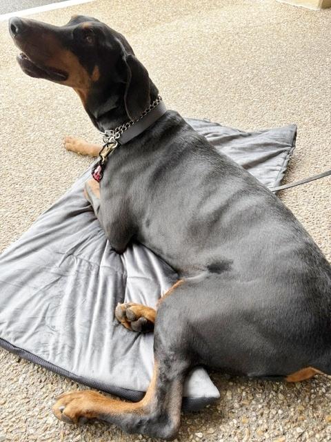 Dutch, a ADOPTABLE Doberman Pinscher in Arlington, VA image 4/6