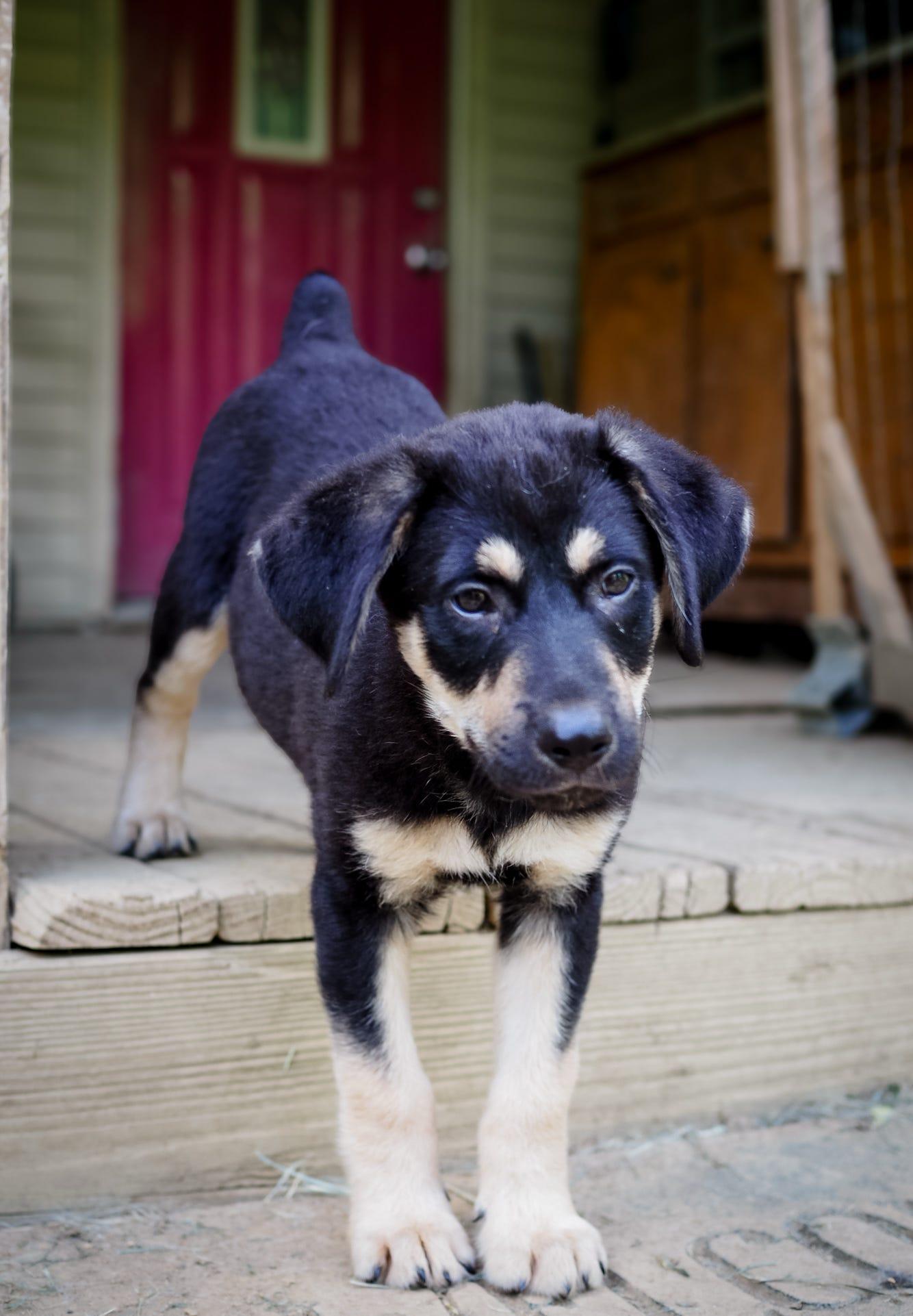 Dos, Baby Male German Shepherd Dog
