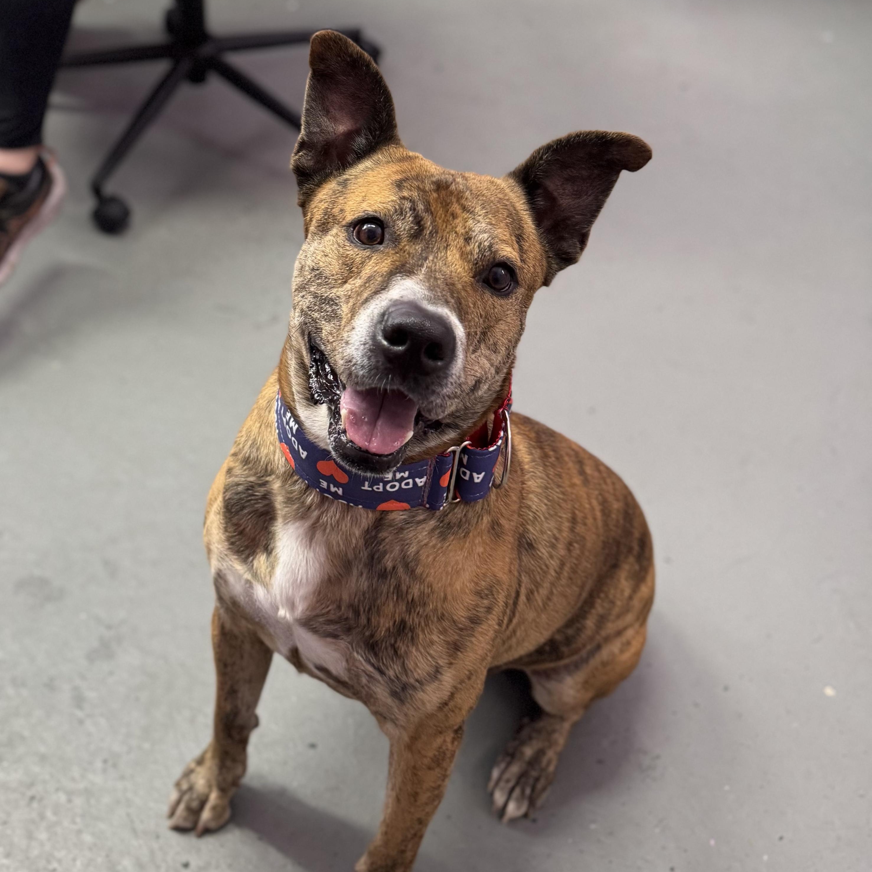 Enlarge Mater, a Adoptable mixed breed in Kansas City, MO image 1/4