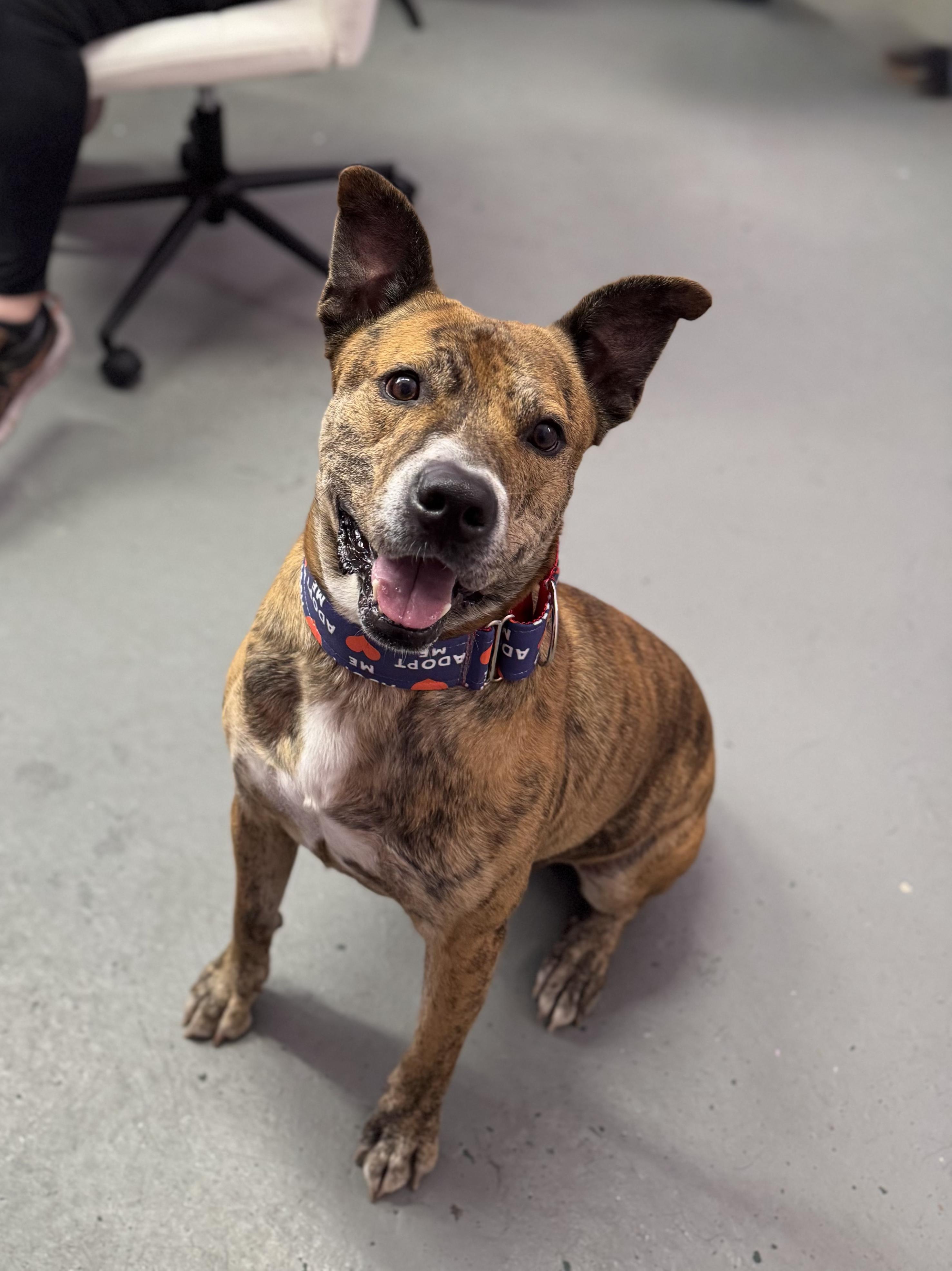 Mater, a Adoptable mixed breed in Kansas City, MO image 1/5