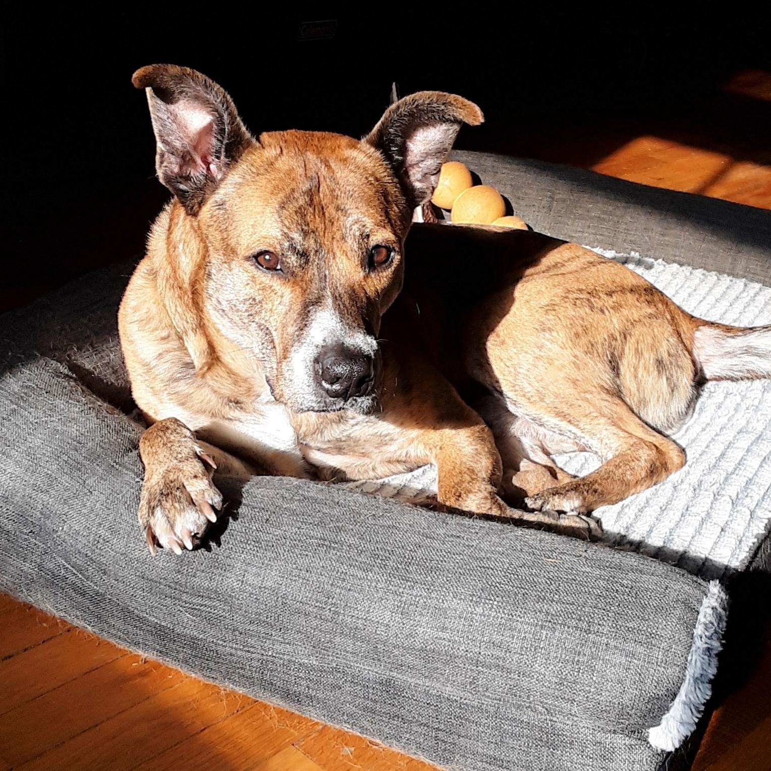 Mater, a Adoptable mixed breed in Kansas City, MO image 3/5