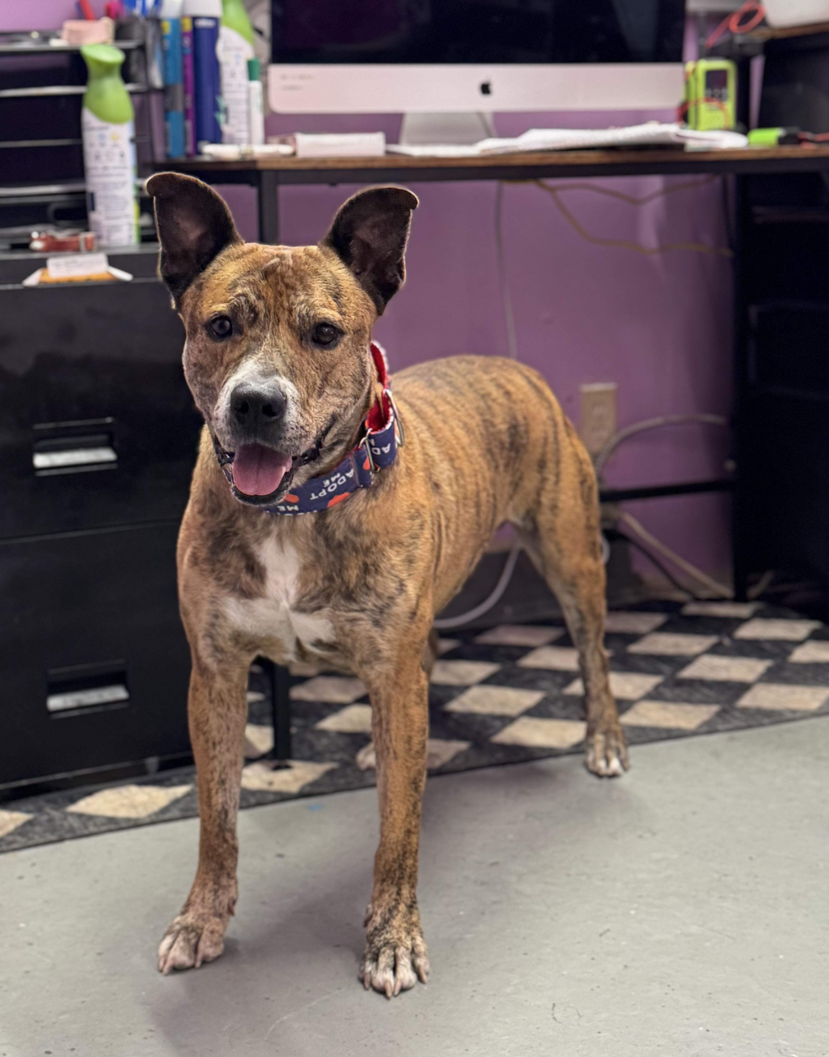 Mater, a Adoptable mixed breed in Kansas City, MO image 2/5