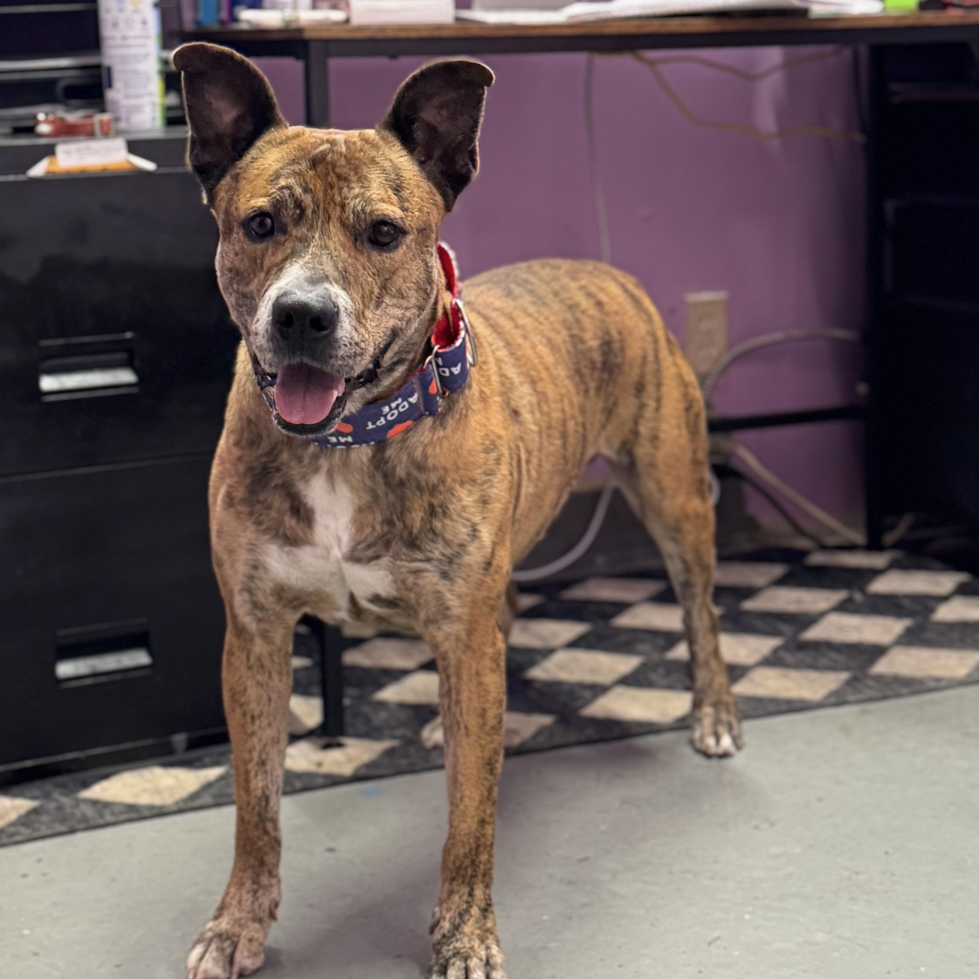 Enlarge Mater, a Adoptable mixed breed in Kansas City, MO image 2/4