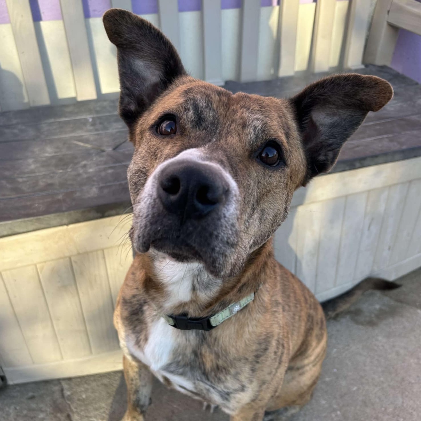 Mater, a Adoptable mixed breed in Kansas City, MO image 4/5