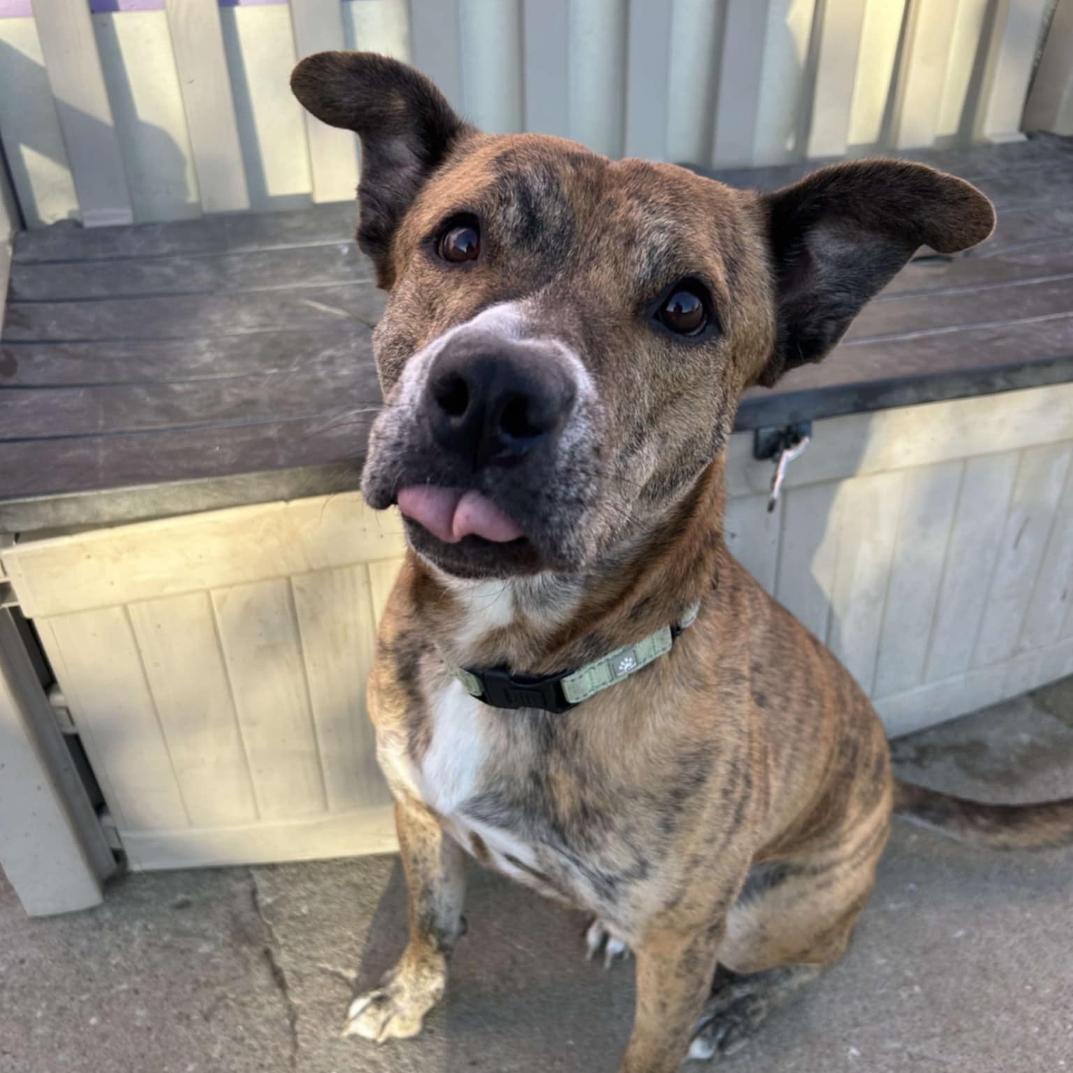 Mater, a Adoptable mixed breed in Kansas City, MO image 5/5