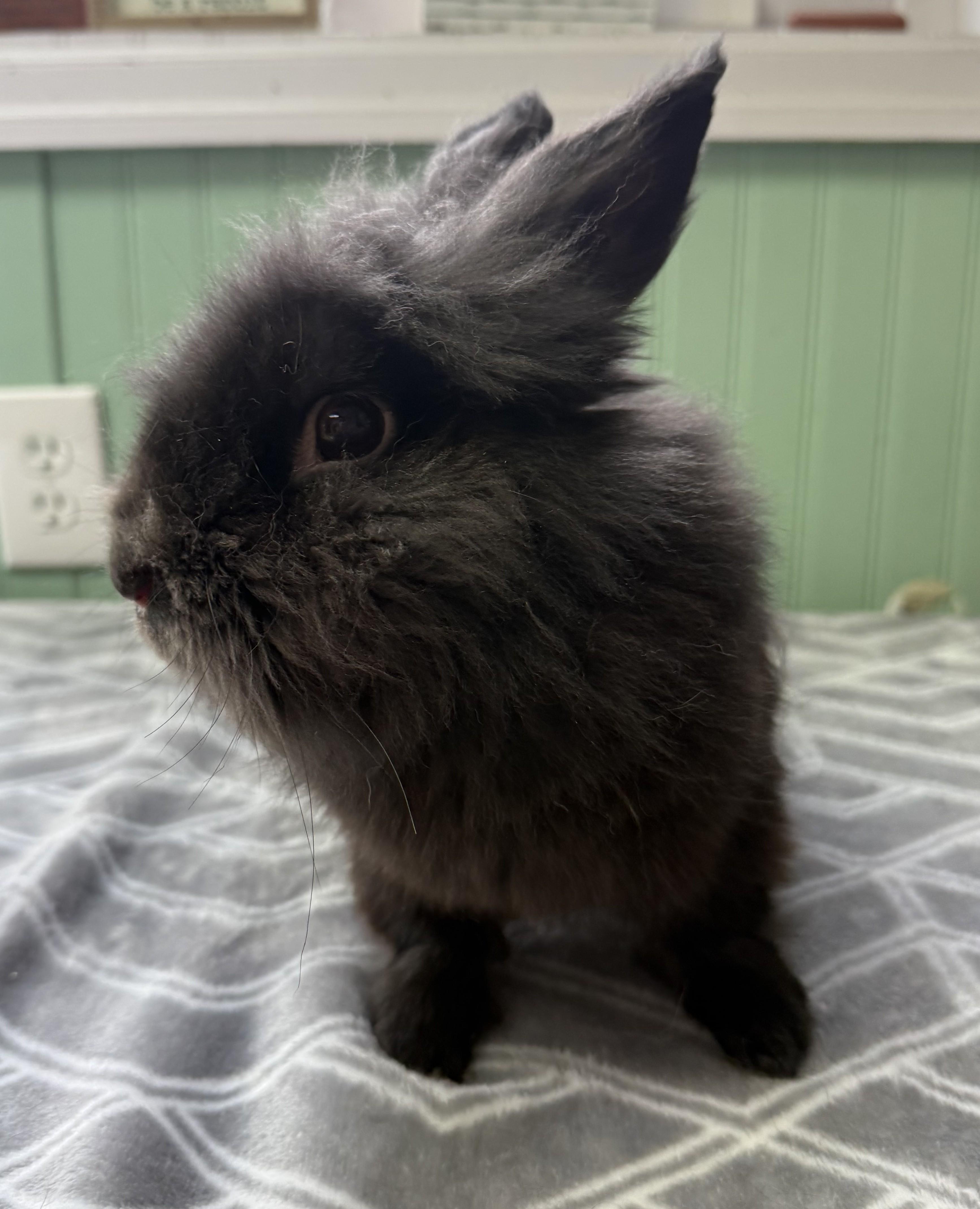 Enlarge Marley, a ADOPTABLE Lionhead in Harrisburg, PA image 2/2