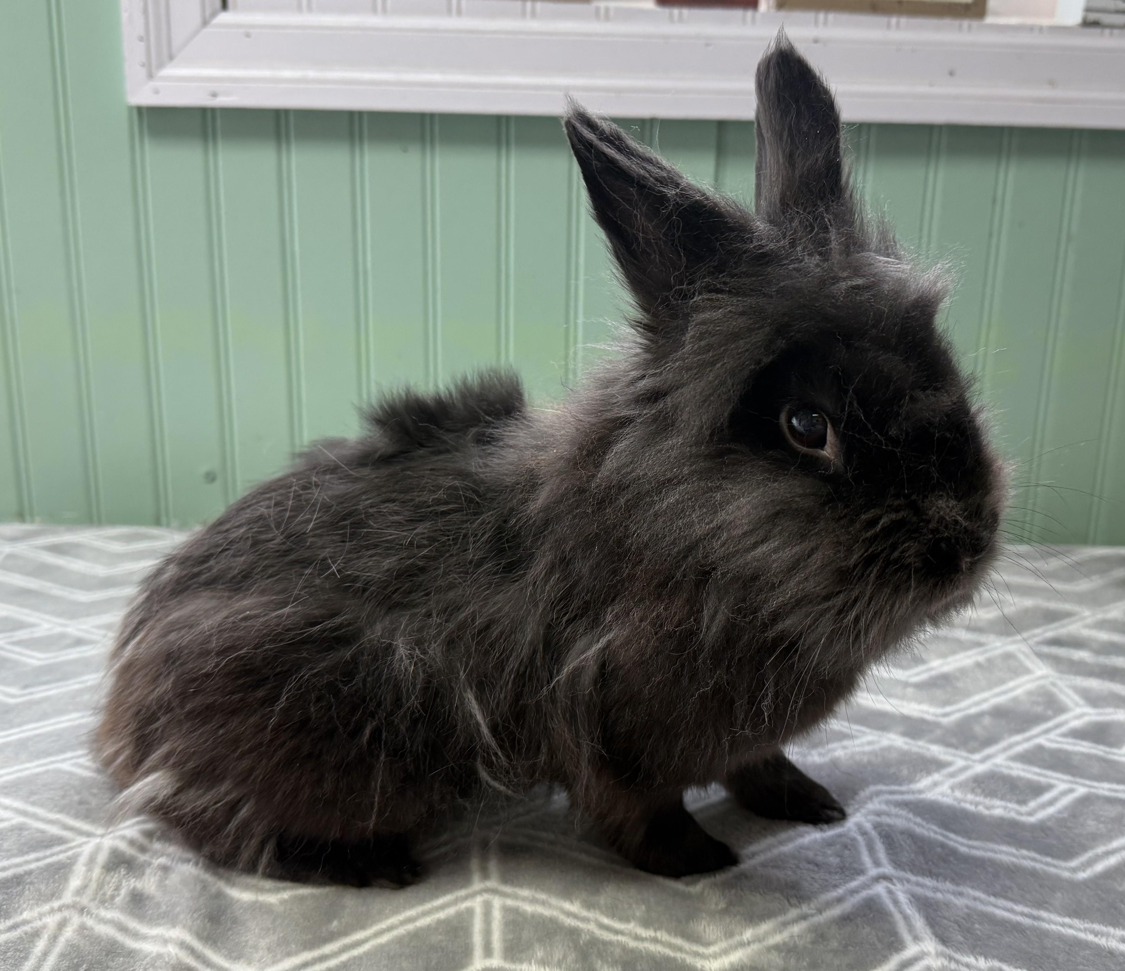 Marley, ADOPTABLE, Adult Male Lionhead.