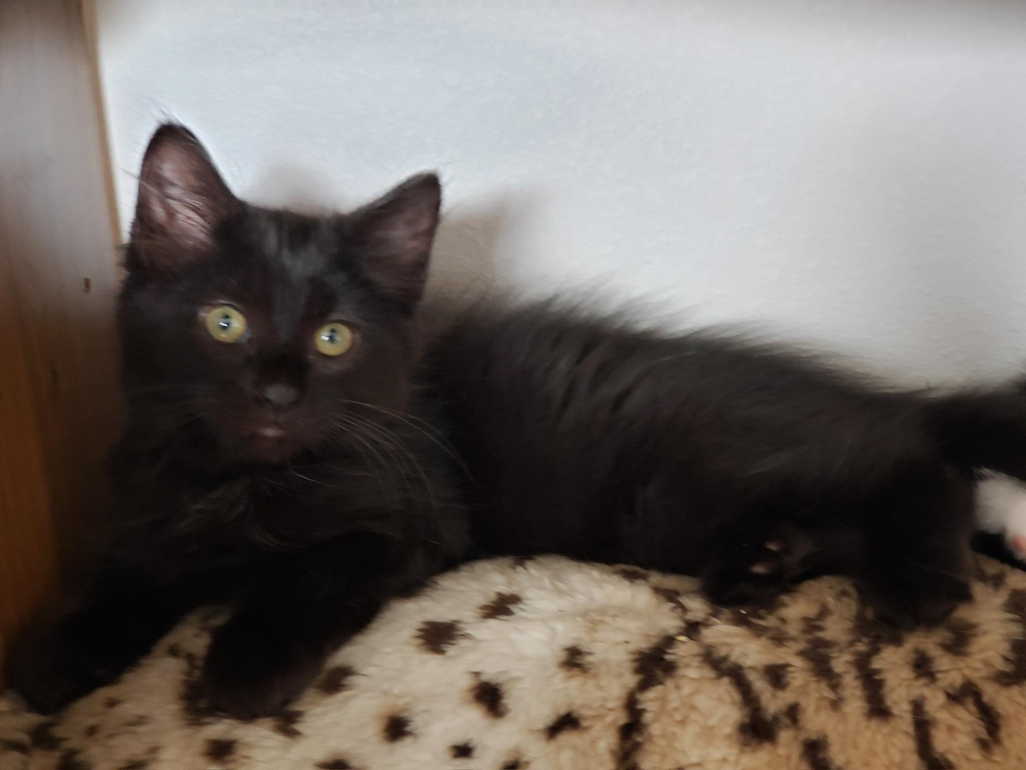 Merlin, Baby Male Domestic Long Hair