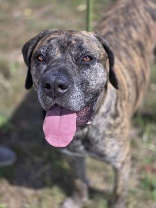 Stella, Adoptable, Adult Female Mastiff & Mixed Breed.