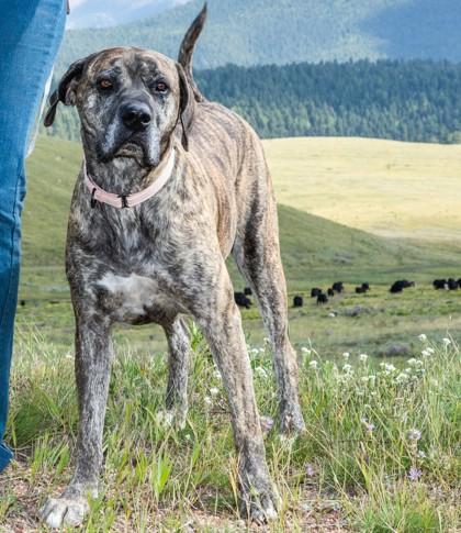 Stella, a Adoptable mixed breed in Divide, CO image 2/3