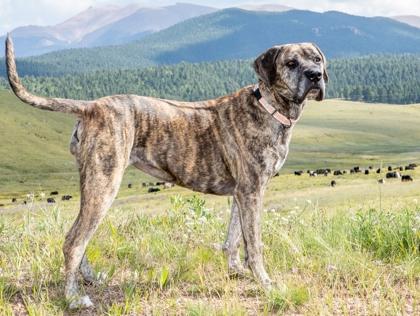 Stella, Adoptable, Adult Female Mastiff & Mixed Breed.