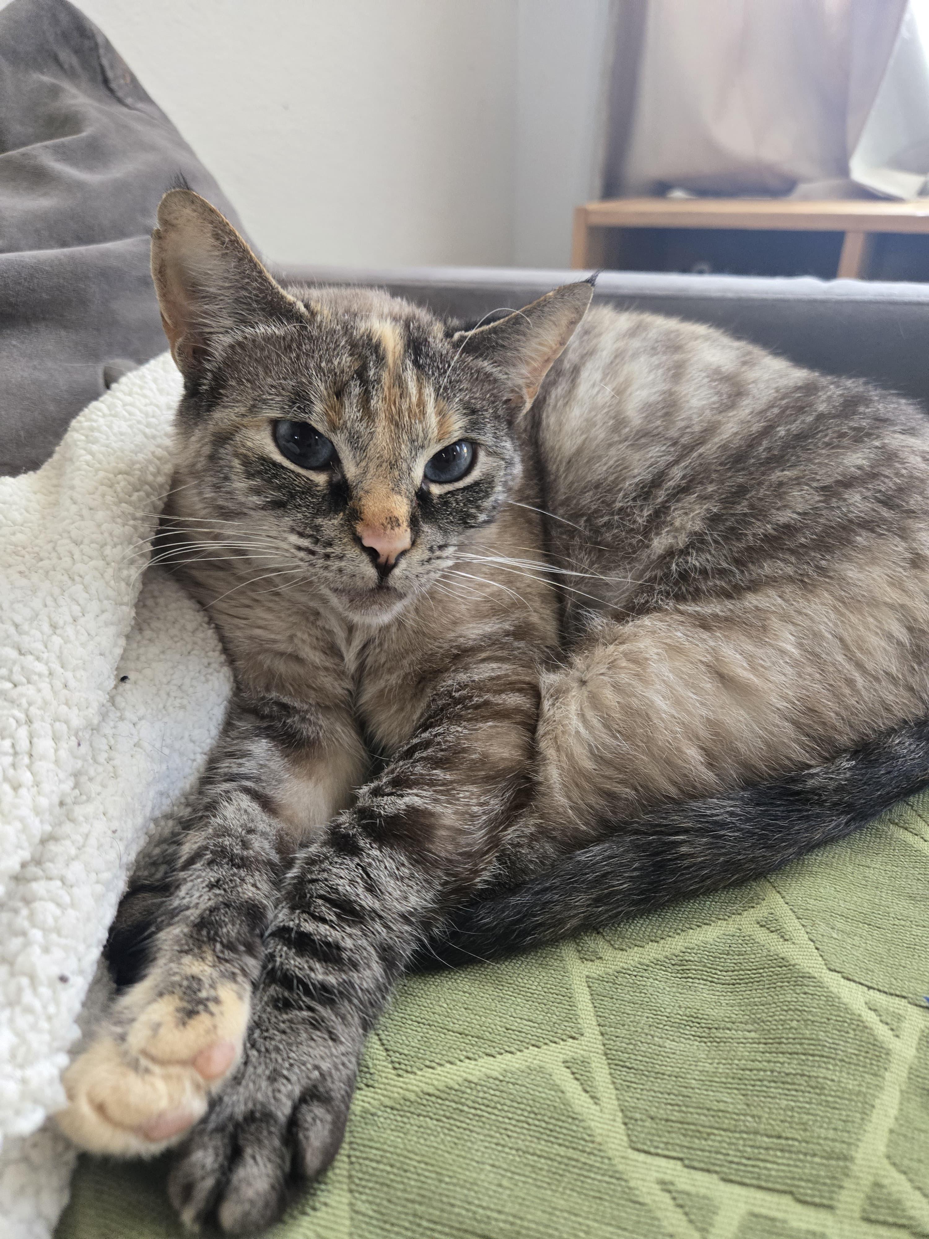 khalessi, Adoptable, Adult Male Domestic Short Hair.