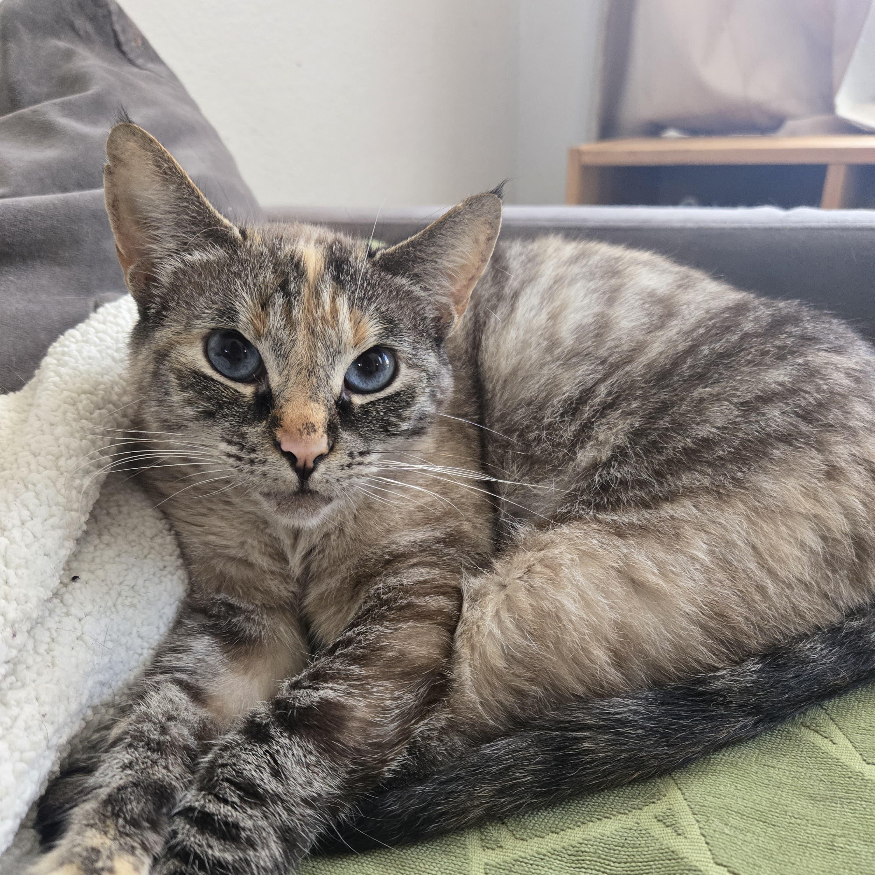 Enlarge khalessi, a Adoptable mixed breed in Tijuana, BCN image 2/4