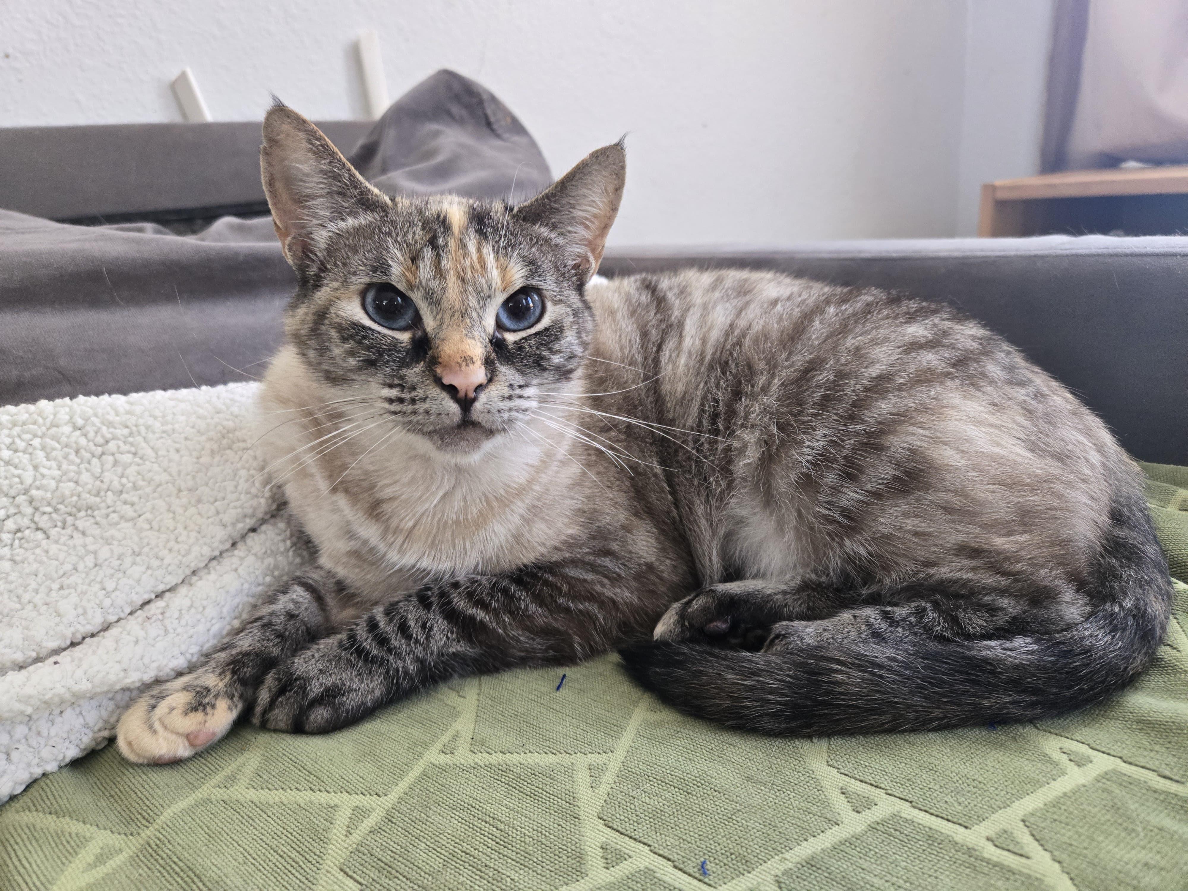 Enlarge khalessi, a Adoptable mixed breed in Tijuana, BCN image 3/4