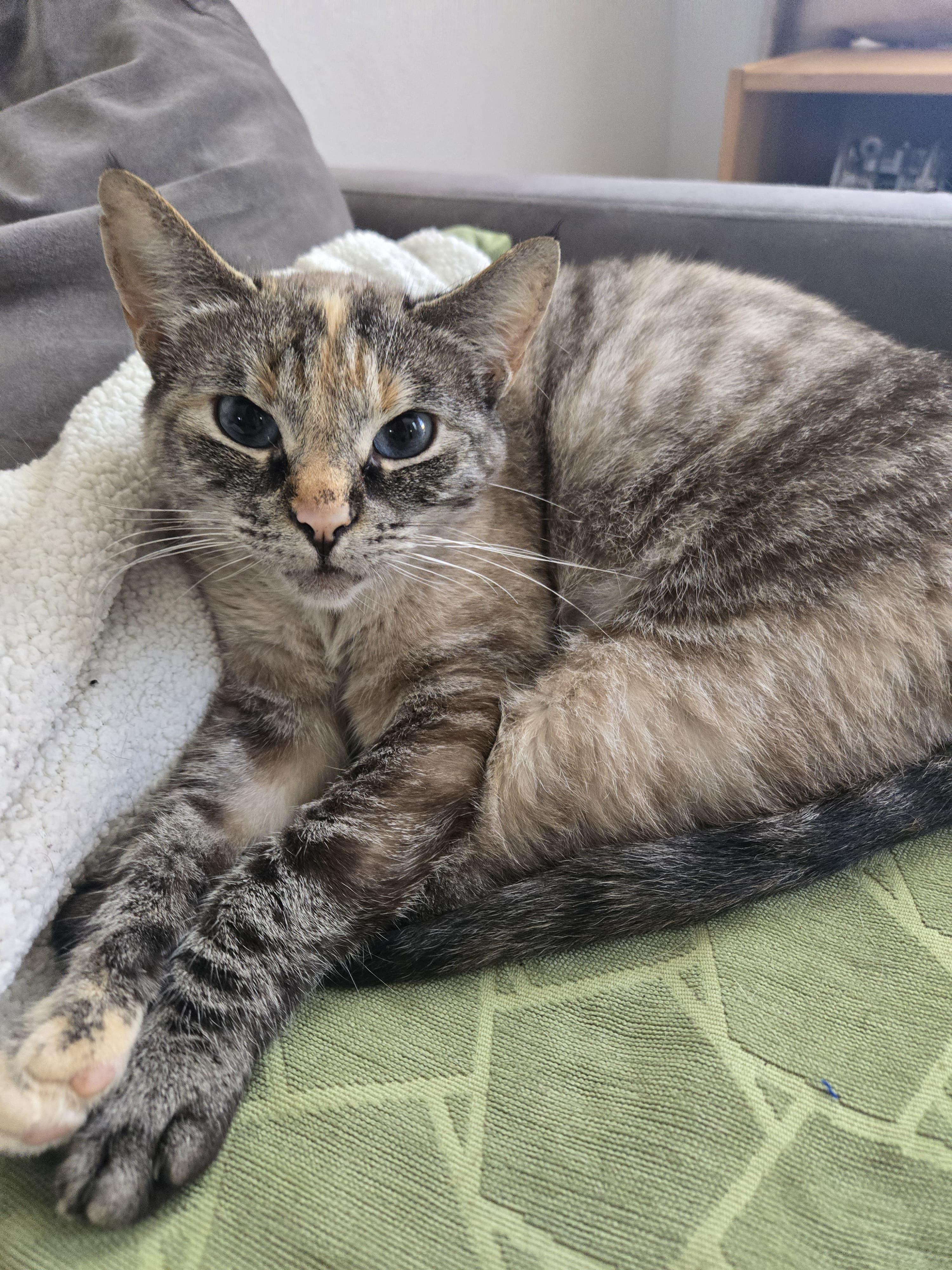 Enlarge khalessi, a Adoptable mixed breed in Tijuana, BCN image 4/4