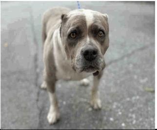 Polly, Adoptable, Young Female Pit Bull Terrier.